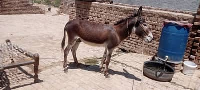 Donkey