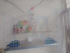 I want to sale love birds fisher pair with cage