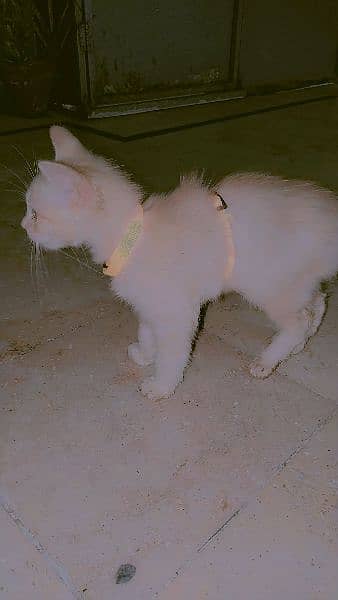 persian cat urgent sale 1