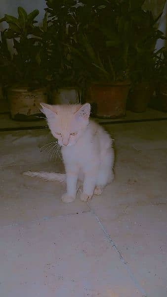 persian cat urgent sale 2