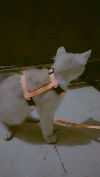 persian cat urgent sale 3