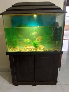 fish aquarium for sale