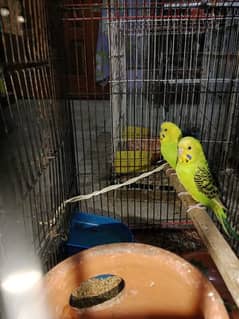 1+ year breeding Australian Budgies pair