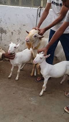 Nigerian male breeder with two females pregnant