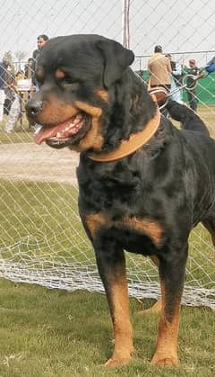 Male Pedigree dog show winner Rottweiler, perfect guard dog.