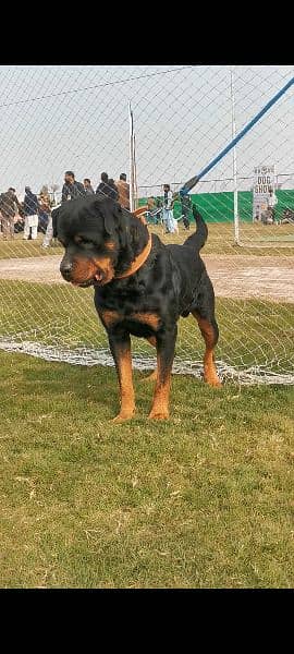 Male Pedigree dog show winner Rottweiler, perfect guard dog. 4