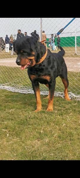 Male Pedigree dog show winner Rottweiler, perfect guard dog. 5