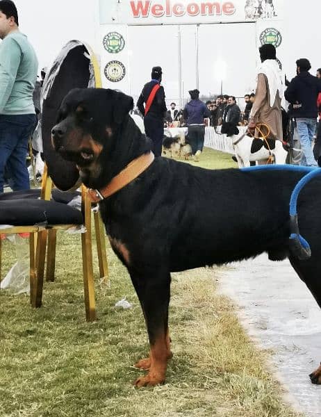 Male Pedigree dog show winner Rottweiler, perfect guard dog. 8