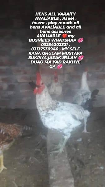 Assalam o alaikum Golden Misri Available , Organic Food , 0