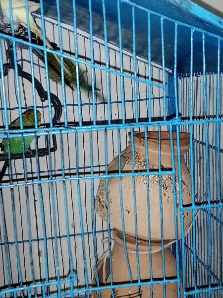 3 pairs budgies 0