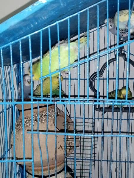 3 pairs budgies 1