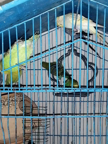 3 pairs budgies 2