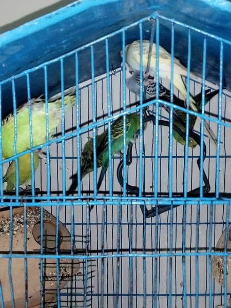 3 pairs budgies 3