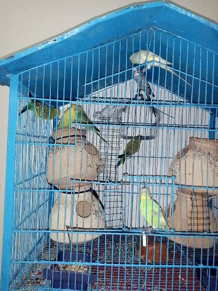 3 pairs budgies 4