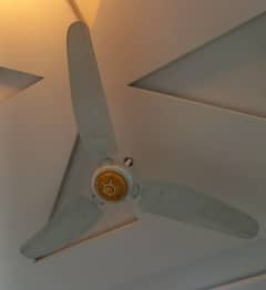 Ryal Ceiling Fans