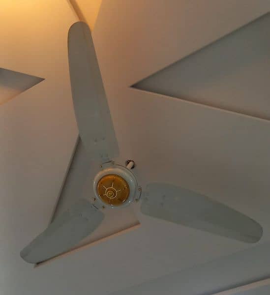 Ryal Ceiling Fans 0