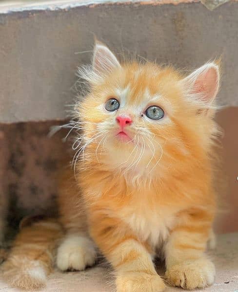 Persian kittens for sale 03287576736 call wahtasp 1