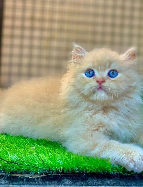 Persian kittens for sale 03287576736 call wahtasp 2