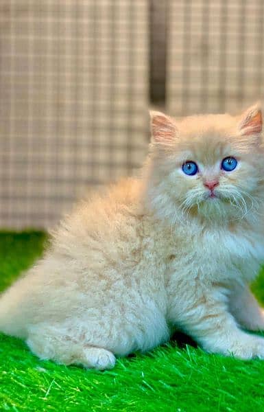 Persian kittens for sale 03287576736 call wahtasp 3