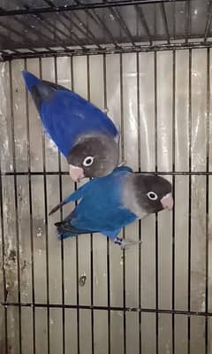 Love birds