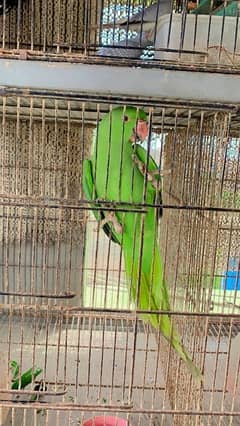 green parot