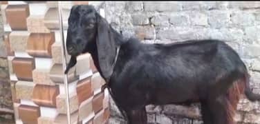 Goat male qty 2