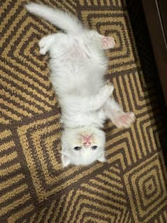 white persian kitten pair