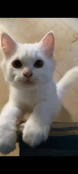 Persian White cat 2