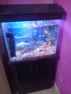 fish aquarium