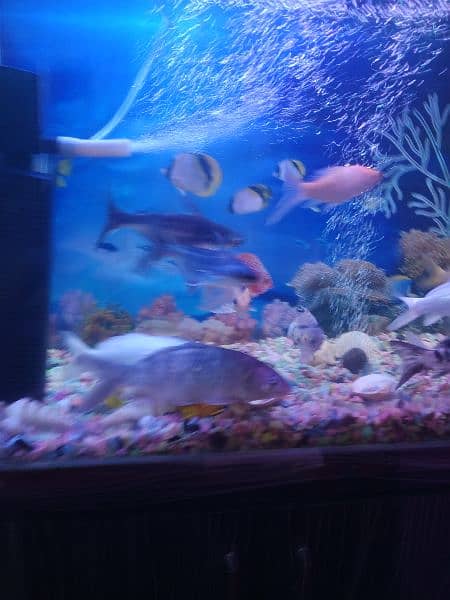 fish aquarium 1