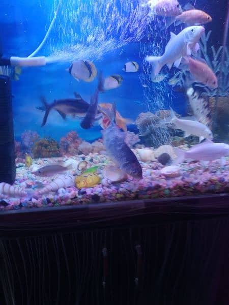 fish aquarium 7