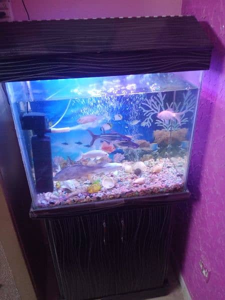 fish aquarium 8