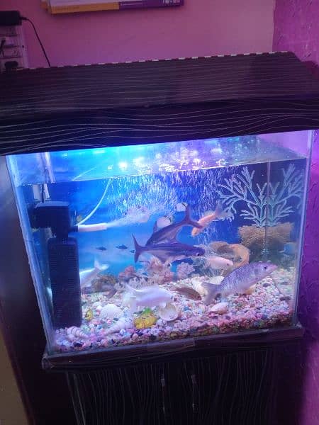 fish aquarium 9