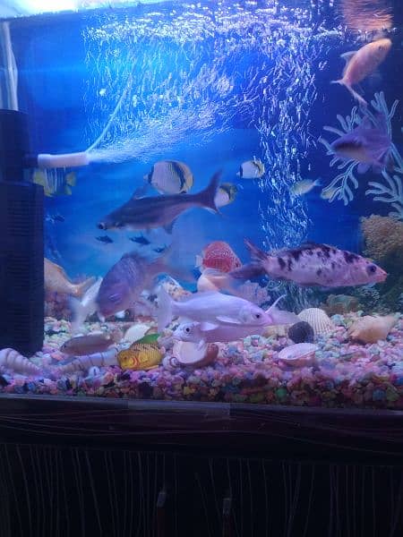 fish aquarium 11