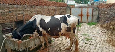 cow for sale