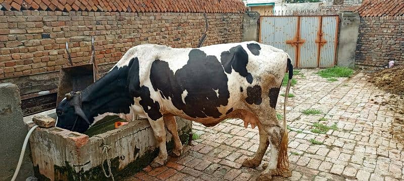 cow for sale 1