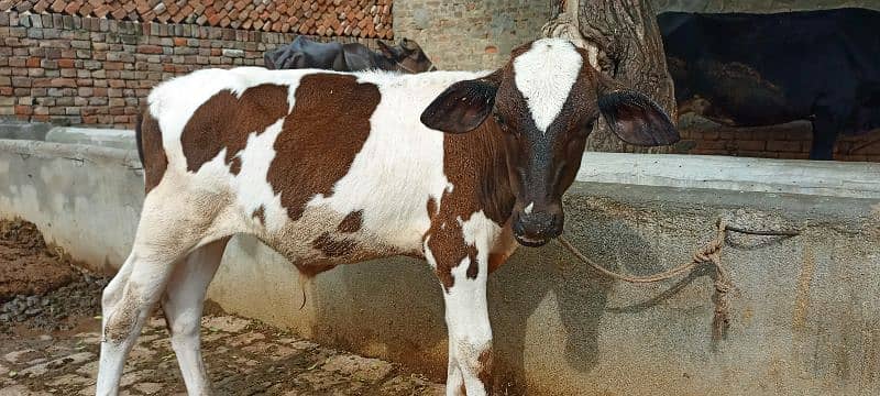 cow for sale 2