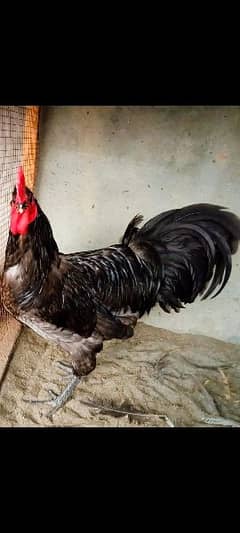 Australorp