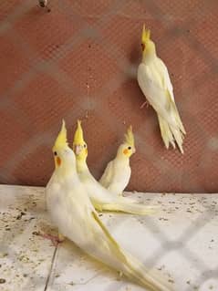 Common white cockatiel for sale