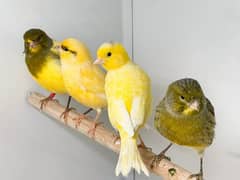 Canary Birds (Singing) 0