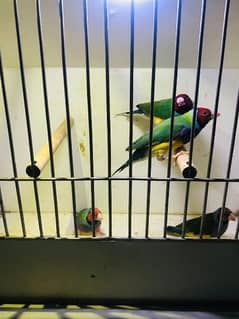 goldien finch pair available ready to breed