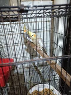 Grey Cockatiel pair in 2500 [read full add] 0