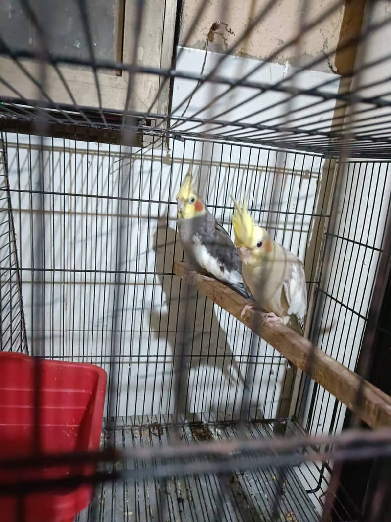 Grey Cockatiel pair in 2500 [read full add] 1