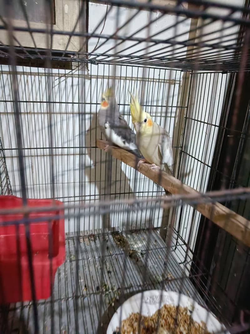 Grey Cockatiel pair in 2500 [read full add] 3