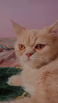 Persian Cat Witn Punch Face Yellow Eyes Cat !