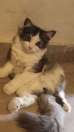 TRIPPEL COATED PERSIAN KITTEN FOR SALE 0