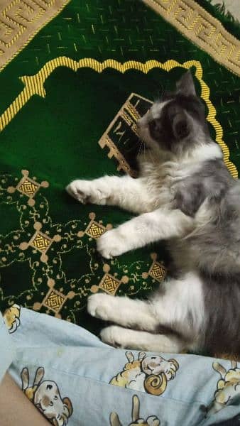 TRIPPEL COATED PERSIAN KITTEN FOR SALE 1