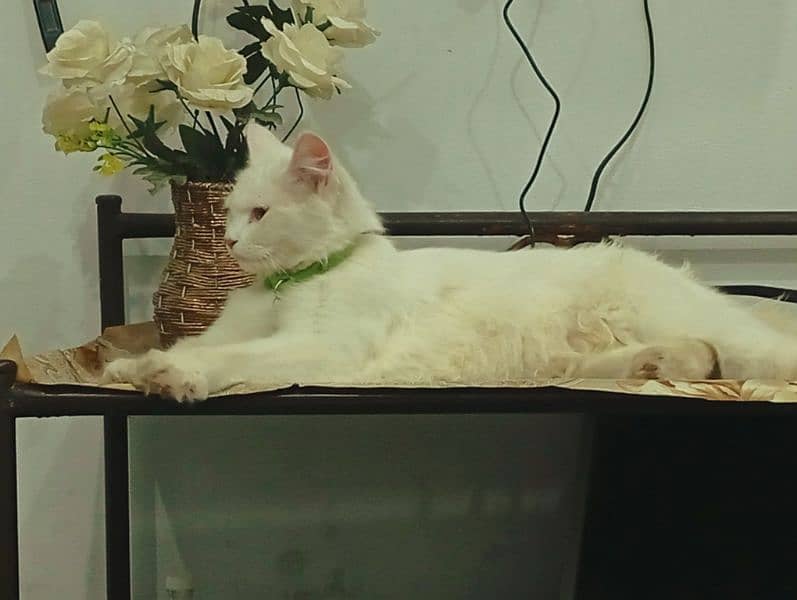 Persian Kitten Female triple coated 1