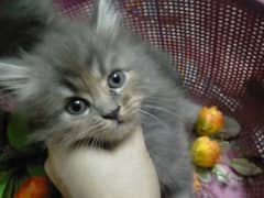 Persian kitten