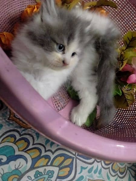 Persian kitten 9